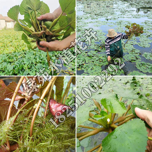 老菱角种植苗池塘水生植物菱角苗种植青菱角种植红菱角黑菱角种植