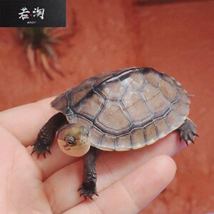 金钱龟正宗越南