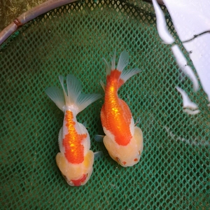 蓝瘦观赏鱼国粹金鱼室外鱼池草金鱼大家养大金鱼活鱼大鱼兰寿鱼