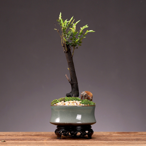 常青黑骨茶盆栽创意造景单杆紫檀植物耐寒树桩室内外简单好养盆景