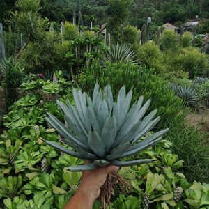 龙舌兰经典品种蓝绿绿肌尖叶八荒殿民宿小型花园绿植沙生植物