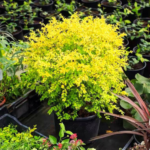 金叶女贞盆栽绿植室外庭院阳台多年生四季常绿观叶植物 花镜耐寒