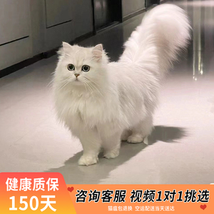 纯种金吉拉幼猫高地纯白猫拿破仑长毛猫矮脚猫波斯猫宠物猫咪活物