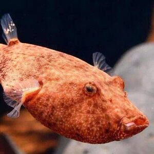 野生淡水凶猛观赏鱼红木瓜狗头非洲热带河豚潜水艇包红狗头鱼活物