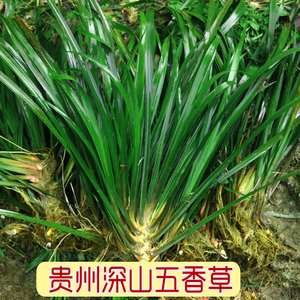 食用新鲜五香草山奈三奈贵州深山大叶宽叶茴香菖蒲根盆栽水培夏季