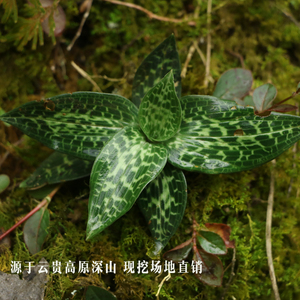 小叶青贵州深山高坡小叶青银线莲斑叶兰新鲜绿植盆栽现挖正宗野草