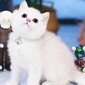 82panpanaichong淘宝小型猫可爱宠物银渐层蓝猫长不大孩子玩网红瞄