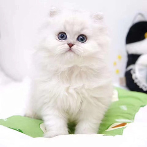 金吉拉幼猫纯种蓝眼睛长毛银点高地宠物猫咪活体矮脚折耳金吉拉猫