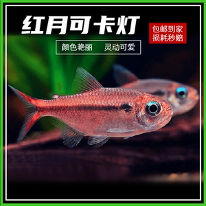 红月可卡鱼 南美野生高端稀有灯科鱼皇室青魔鬼白金黄金可卡活体