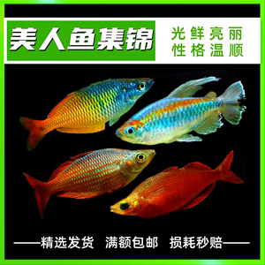 电光美人鱼繁殖教程图片