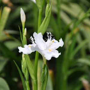 扁竹兰鸢尾花苗扁竹根扁担草易养盆栽繁殖快 10棵