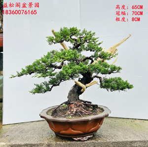 精品苍老日本济州针柏四季常青冀州真柏原生系鱼川老桩实一物一拍