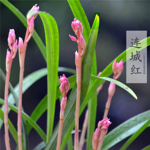 带花苞兰花连城红 矮种浓香建兰四季兰 兰花苗花卉盆栽室内绿植物