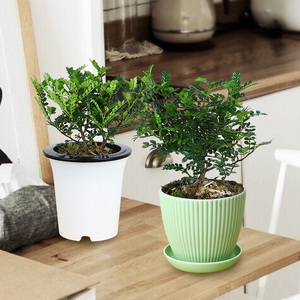 驱蚊植物胡椒木室内盆景四季常青绿植好养木本阳台花卉清香木盆栽