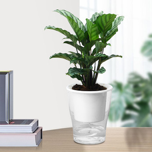 翠叶竹芋小盆栽花卉办公室内净化空气防辐射水培桌面植物喜阴绿植