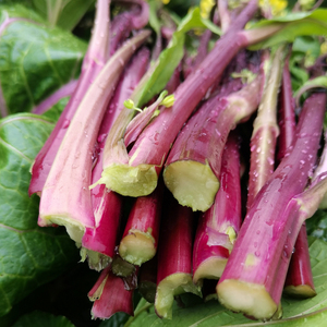 湖北红菜苔新鲜紫菜苔农家现摘洪山苔菜特产青菜红油菜心当季蔬菜