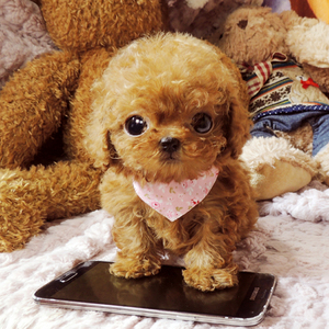 纯种泰迪幼犬泰迪狗活体长不大茶杯犬泰迪犬 灰色贵宾犬宠物狗