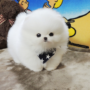 纯种博美幼犬活体球形长不大茶杯犬哈多利博美俊介小型犬宠物狗狗