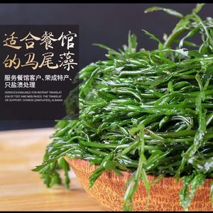 盐渍马尾藻鞭炮笋长寿菜鲜火锅涮菜菜品配菜凉拌菜食材大全非干货