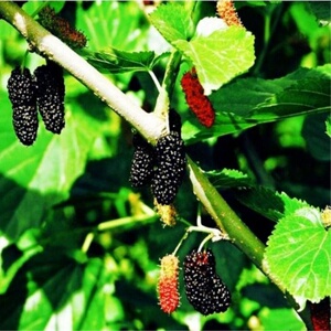 鸡甜桑果桑苗鸡脚叶桑葚果树苗特甜桑葚果树品种甜鸡桑树苗基地