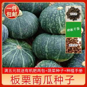 板栗南瓜种子春秋种籽孑南瓜种子高产日本进口香甜板栗蔬菜四季苗
