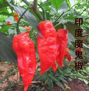 进口印度红魔鬼椒变态辣涮涮辣椒种子春秋四季阳台盆栽蔬菜籽包邮
