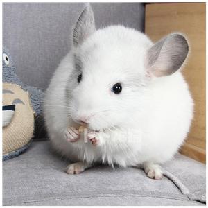 天卜卜龙猫幼崽白色银斑粉白米色标灰实体店长不大小宠物龙猫