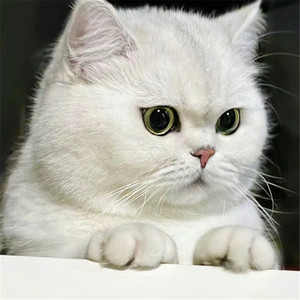 曼基康矮脚猫幼猫蓝金紫金起司蓝白乳白小短腿宠物猫活体实体猫舍