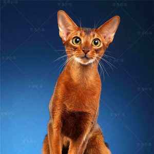 纯种阿比西尼亚猫幼猫栗红色蓝金活体阿比幼崽古埃及法老猫宠物猫