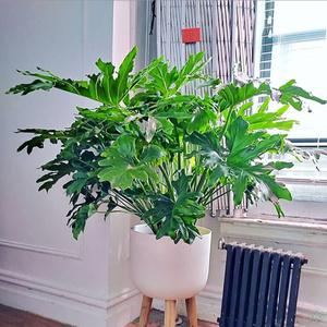 大叶春羽水培植物室内观叶龙鳞老桩盆栽办公室客厅绿植好养活四季