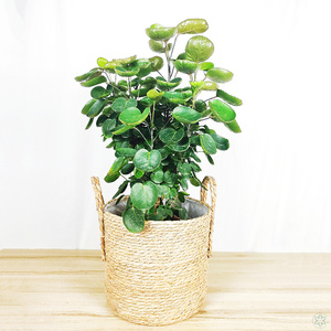 福禄桐圆叶金钱兜大型盆栽室内办公室开业钱多多金钱树盆景绿植