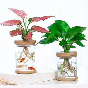 水培植物塑料花盆透明容器花瓶绿萝吊兰铜钱草花盆鱼缸水养器皿