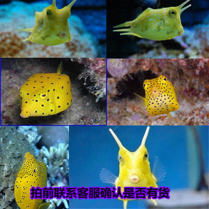 海水观赏鱼黄木瓜狗头牛角鱼河豚日本婆狗头瓜活体海水鱼奇特海鱼