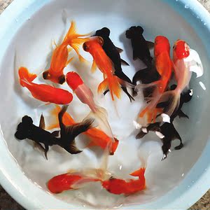 草金鱼长尾大鱼观赏鱼红鱼迷你小鱼苗稀有锦鲤活鱼大型白鱼淡水