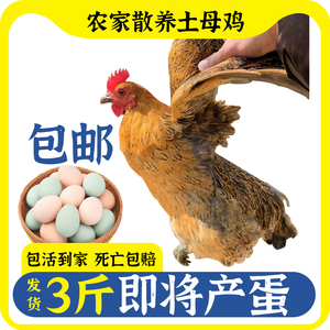 成年麻羽土鸡农家散养活鸡土母鸡包活到家青脚粉绿壳快下蛋鸡活体