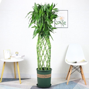 富贵竹笼盆栽大型绿色植物室内好养耐阴绿植办公室桌面水培富贵竹
