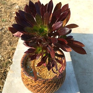 网红法师三仙缀老桩一物一拍大法红覆轮锦超大p黑化组合套餐巨包