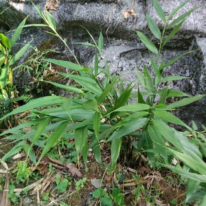 广西正宗野生山姜小香姜包粽子香料炖汤香料一丛5枝42元现挖发货