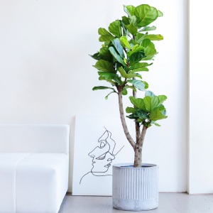 琴叶榕老桩大型室内植物盆栽办公室客厅吸甲醛北欧风网红大叶绿植