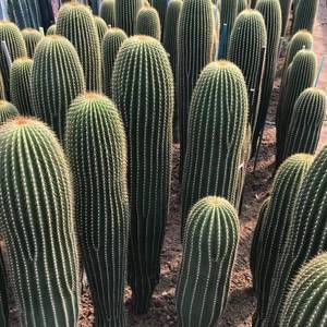 大凤龙仙人掌多肉植物大型仙人球仙人柱沙漠庭院景观造景盆栽花卉