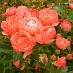 易活阳台花【橙柯斯特】橙色多花勤花微月盆栽四季月季花苗盆栽