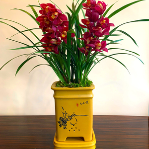 名贵兰花【红贵人】宽叶大花苞浓香盆栽室内花卉绿植兰草兰花苗.