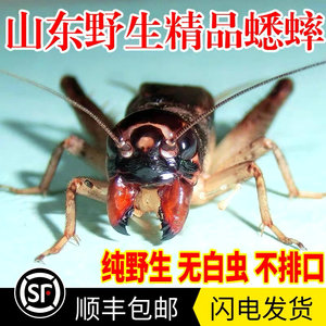 宁津蟋蟀