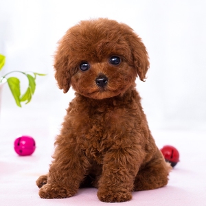 泰迪幼犬纯种活体宠物狗狗贵宾茶杯犬小型犬红棕色灰色飞耳泰迪犬