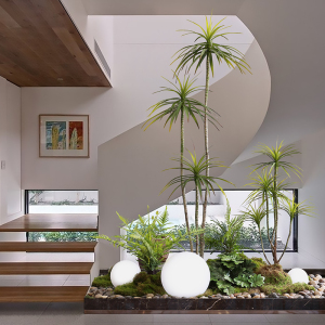 【人参榕大型】人参榕大型品牌,价格 - 阿里巴巴