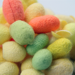 学生养春蚕宝宝卵活体套装天然彩色茧子七彩送桑叶工具饲养箱包m