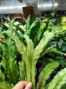 进口热带雨林白锦植物非卖品花叶鸟巢蕨锦化条纹明显趣味ins