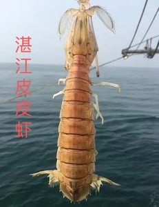 湛江皮皮虾鲜活超大特大濑尿虾海鲜水产新鲜蒸熟富贵虾撒尿虾