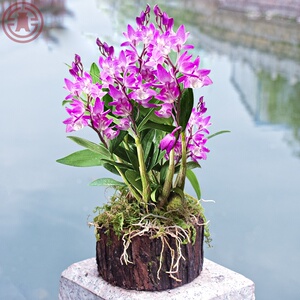 霍山石斛苗米斛苗超铁皮石斛苗石斛苗 矮胖多肉绿植盆栽盆景李小陌