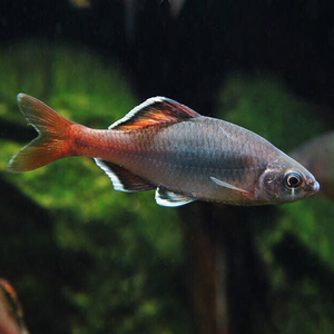 广西红须鱊原生冷水鱼鳑鮍鱊旁皮鱼淡水溪流鱼观赏鱼 白边红须鱊